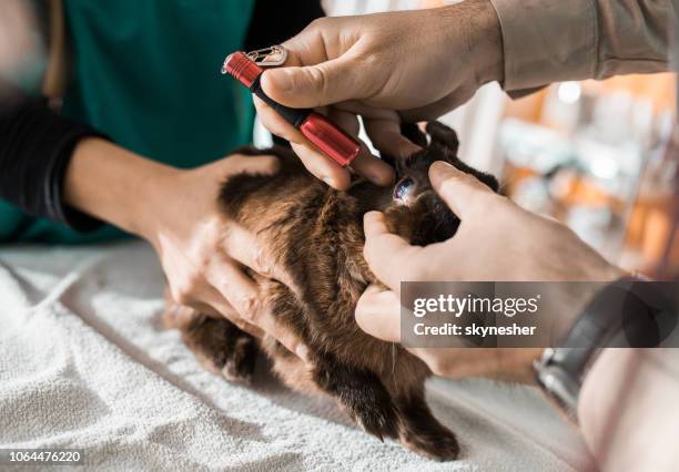 Dr Rabbbit Dr Rabbit Photos and Premium High Res Pictures - Getty Images