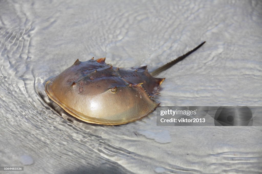 Horseshoe crab