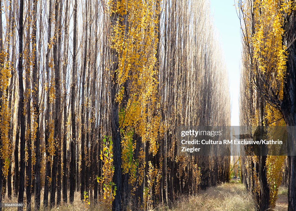 Seasonally yellow colored cottonwood