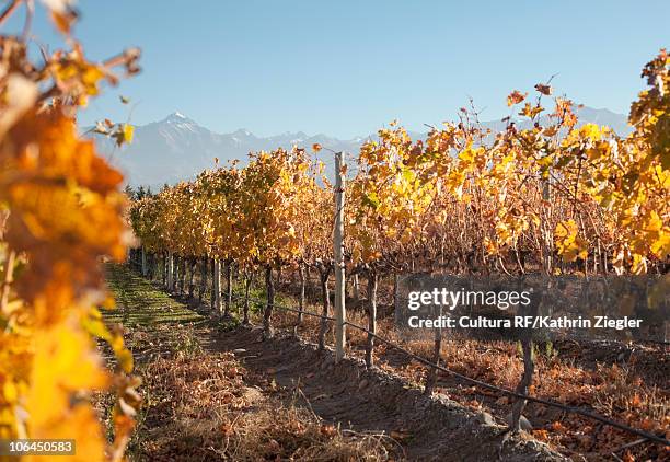 seasonally colored vineyard - mendoza stock pictures, royalty-free photos & images