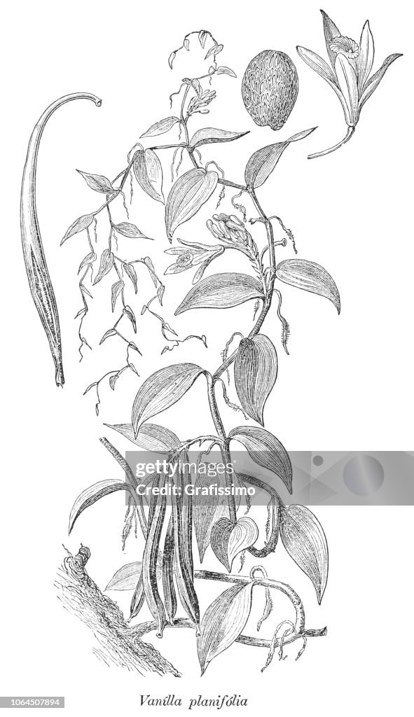 Vanilla planifolia orchid plant illustration 1880