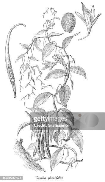 vanilla planifolia orchid plant illustration 1880 - vanilla stock illustrations