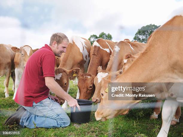 farmer feeds guernsey calves - daily bucket stock pictures, royalty-free photos & images