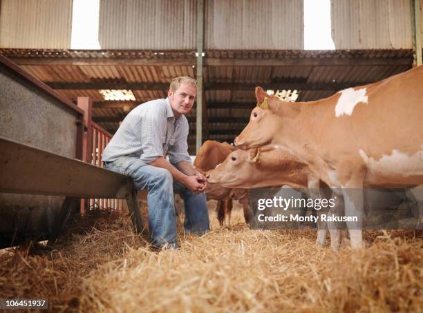 farmer with guernsey calves - farmer cow stock-fotos und bilder