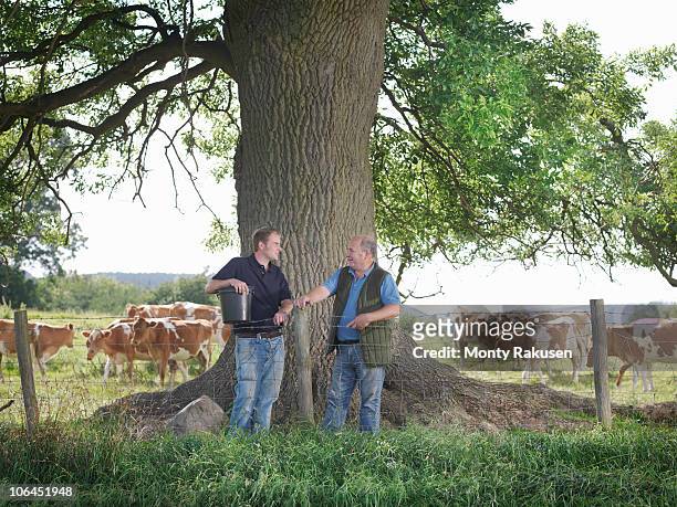 farmer and son with guernsey calves - fil barbelé photos et images de collection
