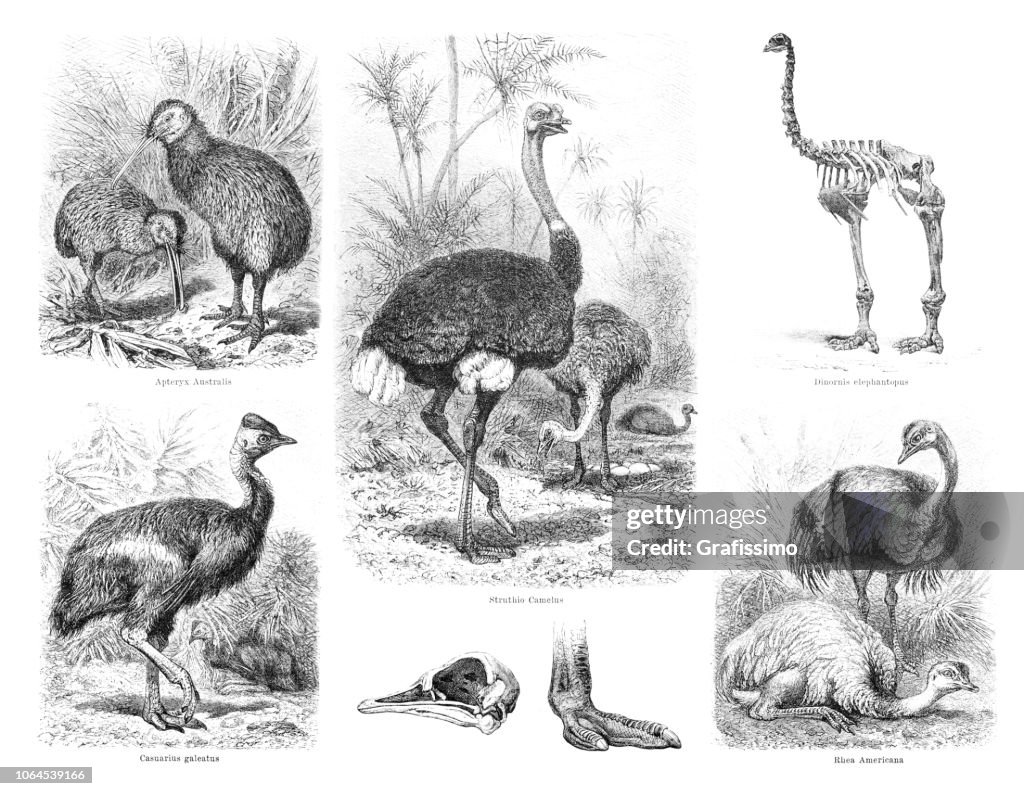 Flightless bird Kiwi ostrich cassowary illustration