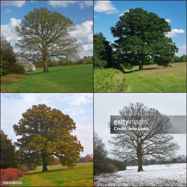 oak tree through the seasons. square format. - eichenwäldchen stock-fotos und bilder