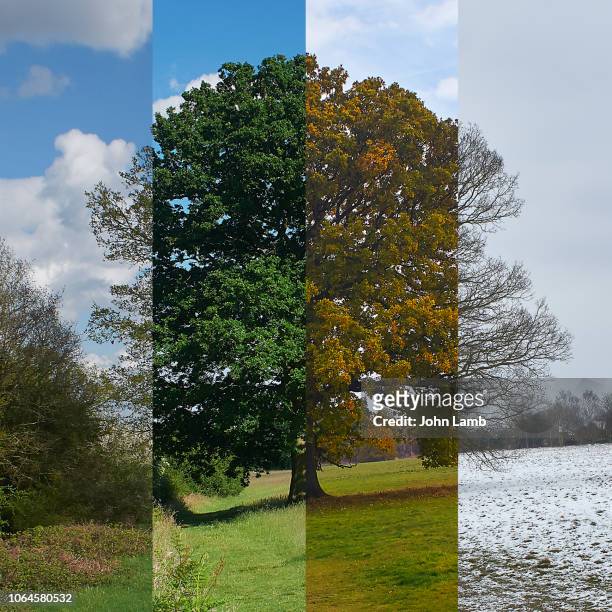 oak tree through the seasons. square format. - season stock pictures, royalty-free photos & images