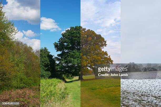 oak tree in meadow through the seasons - las cuatro estaciones fotografías e imágenes de stock