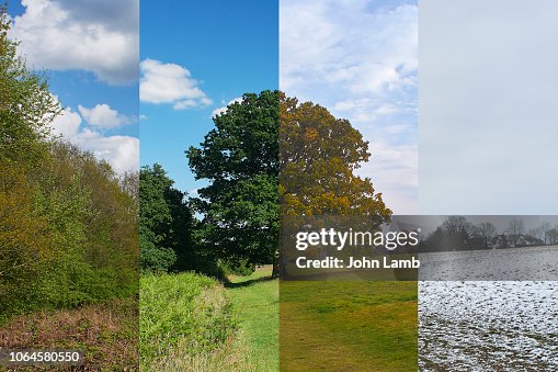 Oak tree in meadow through the seasons