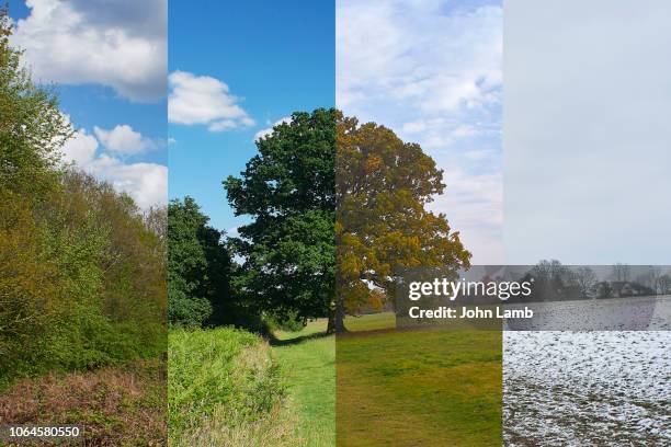 oak tree in meadow through the seasons - estação do ano - fotografias e filmes do acervo