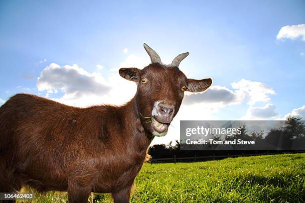 a cute farm pigmy goat pulls a fun expression - geit stockfoto's en -beelden