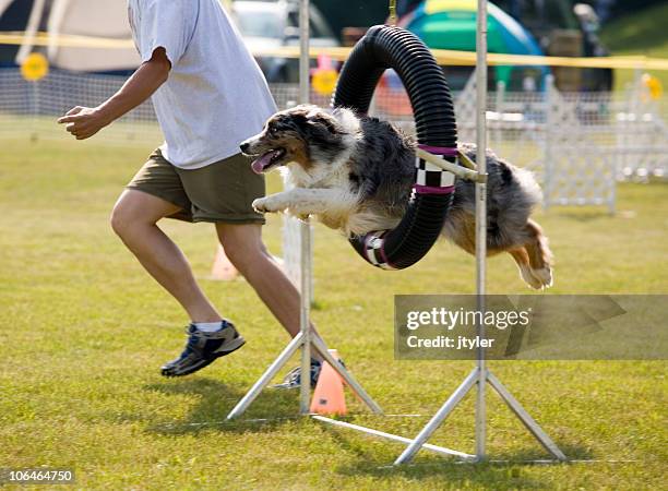 good form - dog trainer stock pictures, royalty-free photos & images