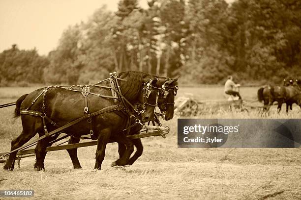 draft horses - sepia - shire horse stock pictures, royalty-free photos & images