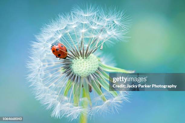 a 7-spot ladybird - coccinella septempunctata, resting on a single dandelion seedhead - coccinella stock pictures, royalty-free photos & images