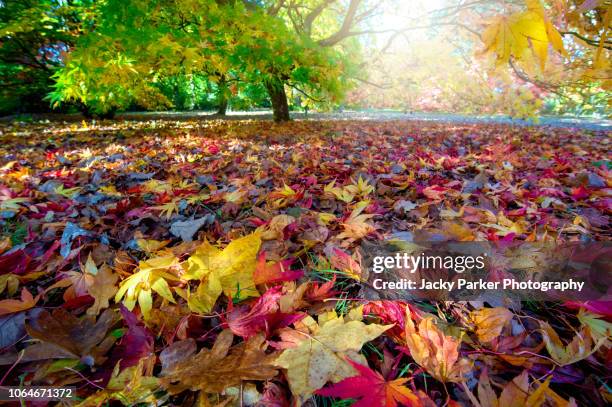 vibrant autumn coloured leaves from japanese maple trees - acer palmatum in soft sunshine, at westonbirt arboretum, gloucestershire, england, uk - westonbirt foto e immagini stock