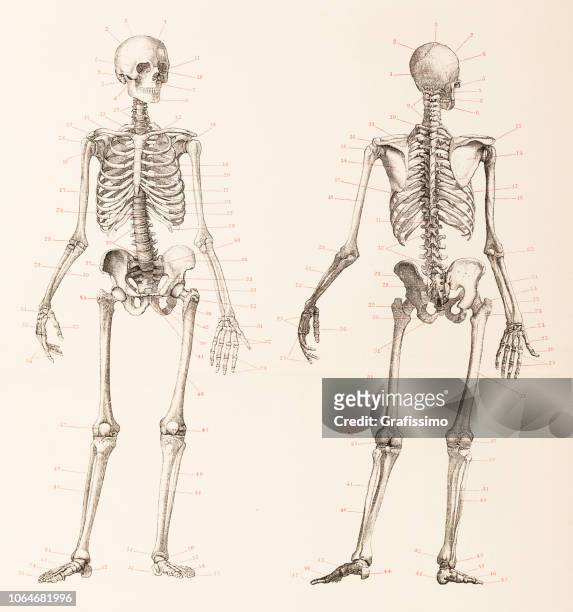 illustrations, cliparts, dessins animés et icônes de front de squelette humain et illustration dos - os humain