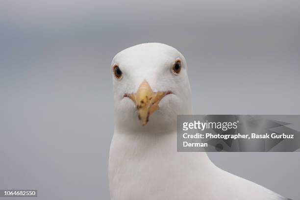 seagull portrait - seagull imagens e fotografias de stock