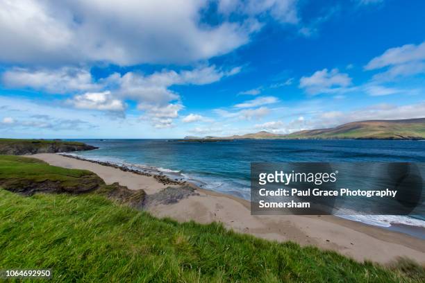 grey seal colony great blasket island. ireland. - great blasket island stock pictures, royalty-free photos & images