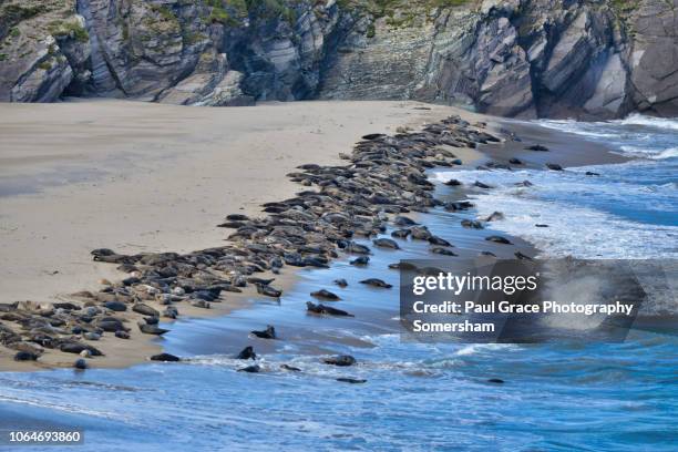 grey seal colony great blasket island. ireland. - great blasket island stock pictures, royalty-free photos & images