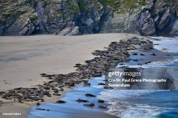 grey seal colony great blasket island. ireland. - great blasket island stock pictures, royalty-free photos & images