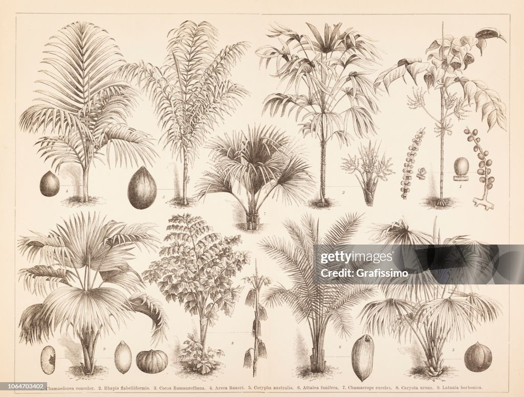 Different palm tree coconut illustration