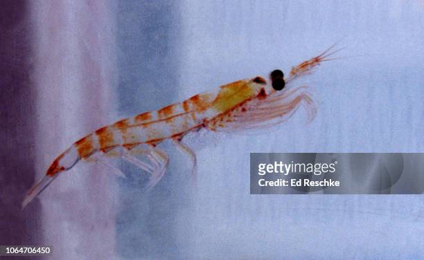 antarctic krill (euphausia superba) a major component of antarctic food webs - krill stock pictures, royalty-free photos & images