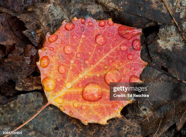 autumn leaf of bigtooth aspen after a rain (populus grandidentata) - populus grandidentata stock pictures, royalty-free photos & images