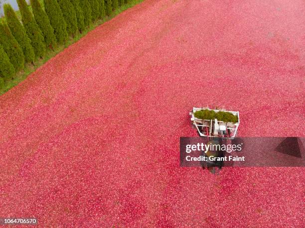 cranberry harvest , drone view - cranberry harvest 個照片及圖片檔