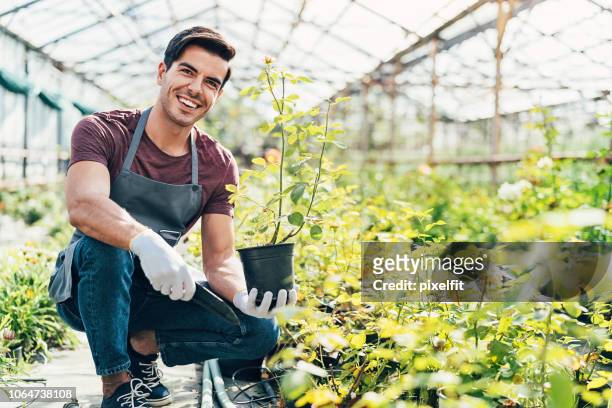 giardiniere in possesso di una pianta di rose - green which rose foto e immagini stock