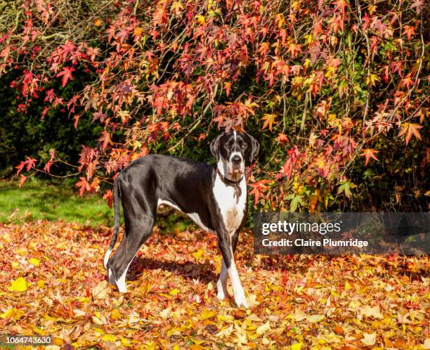 family pet in the autumn leaves - young black and white (boston) great dane playing in the autumn leaves. - dogge stock-fotos und bilder