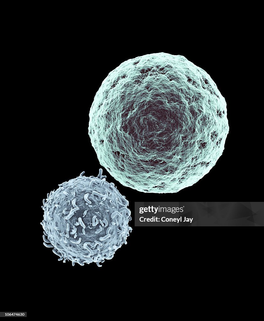 Killer T- Lymphocyte approaching Cancer Cell