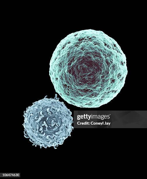 ilustraciones, imágenes clip art, dibujos animados e iconos de stock de killer t- lymphocyte approaching cancer cell - célula cancerígena de animal