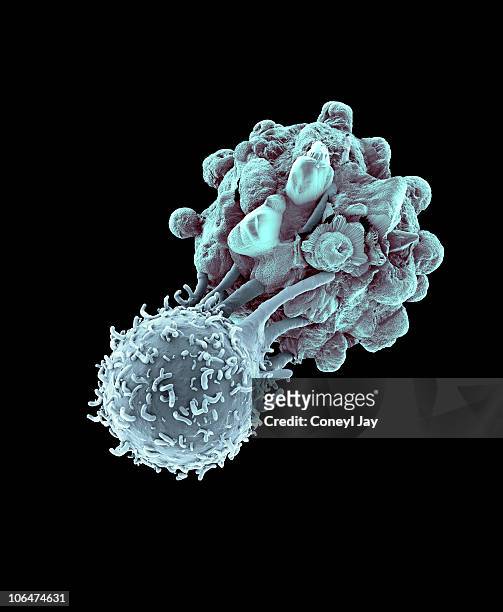 killer t- lymphocyte attacking a cancer cell - tumour stock illustrations