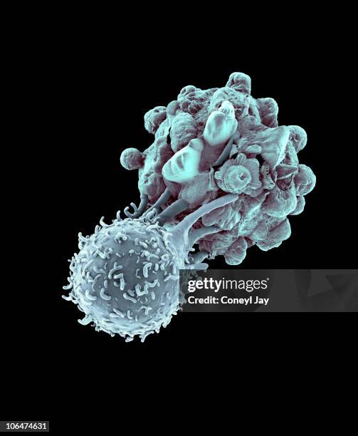 killer t- lymphocyte attacking a cancer cell - immune system 幅插畫檔、美工圖案、卡通及圖標