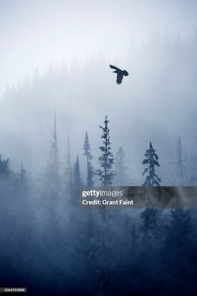 View of forest on cold foggy day