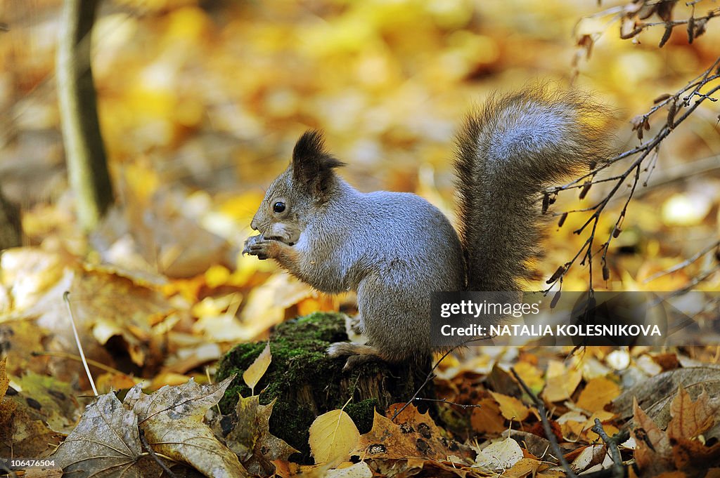 A squirrel sits on a stump in a Moscow p