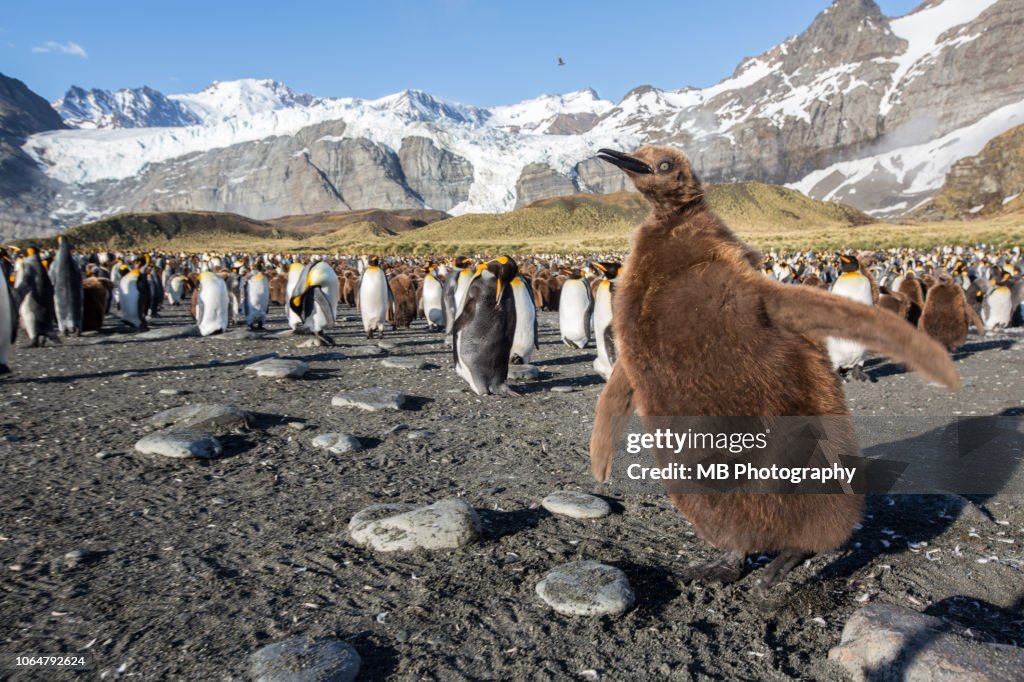 Young King Penguin