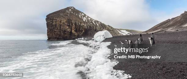 chinstrap penguins - deception island foto e immagini stock