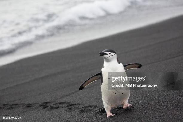 chinstrap penguin - south shetland islands stock-fotos und bilder