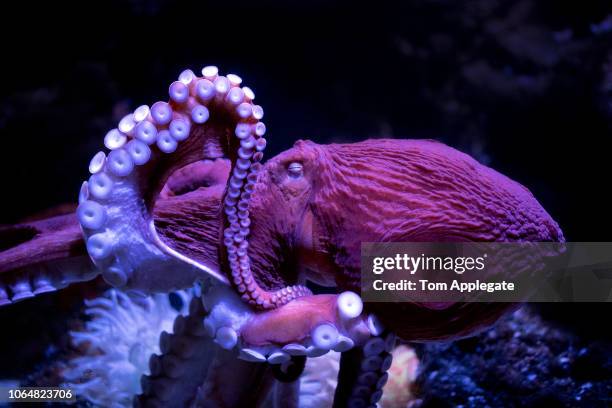 octopus - octopus aquarium stock pictures, royalty-free photos & images