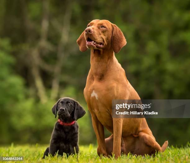 vizsla and black lab puppy - big dog stock pictures, royalty-free photos & images