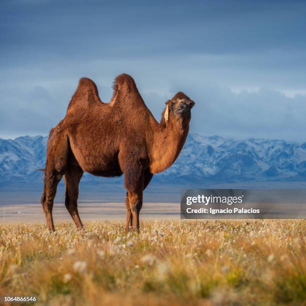 bactrian camel (camelus bactrianus) grazing in the gobi desert, mongolia - bactrian camel stock pictures, royalty-free photos & images