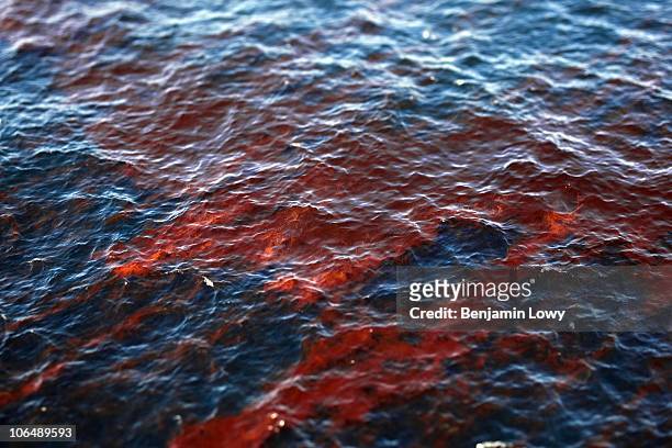 Tendrils of crude oil cover the waters of the Gulf of Mexico following the explosive sinking of the BP operated Deepwater Horizon oil drilling rig on...
