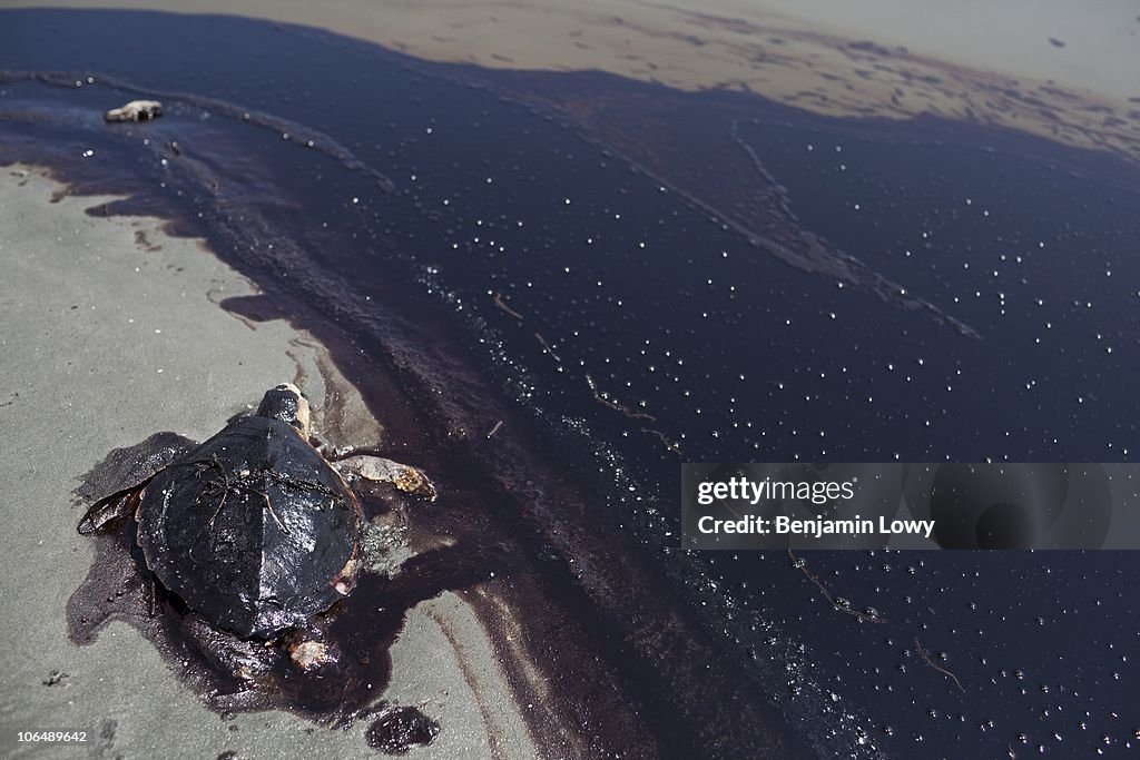 British Petroleum's Oil Spill