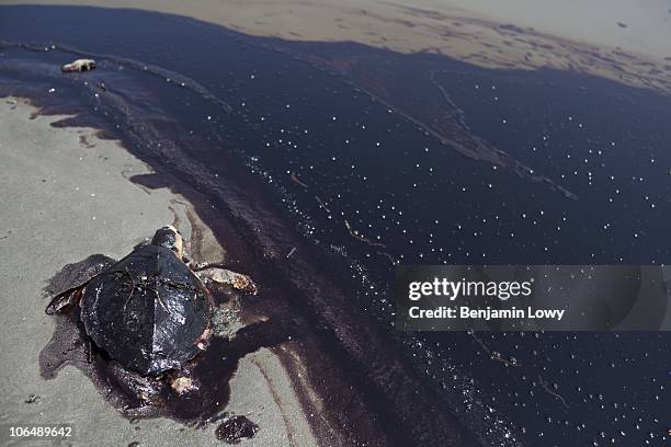 1,677 Dead Sea Animals Photos and Premium High Res Pictures - Getty Images 1,677 Dead Sea Animals Photos and Premium High Res Pictures - Getty Images