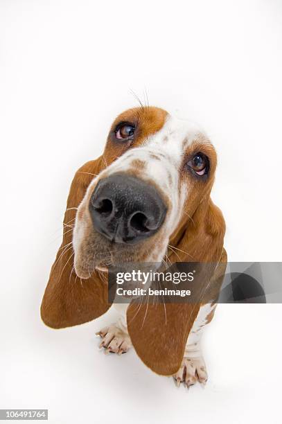 basset hound looking up - basset hound stockfoto's en -beelden