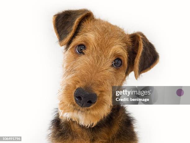 airedale terrier - airedale terrier stock pictures, royalty-free photos & images