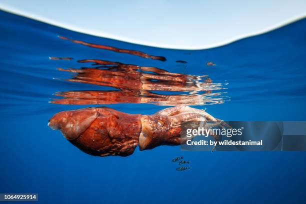 pilot fish seeking shelter under an almost dead giant squid floating near the surface. the squid appears to have survived an attack by a sperm whale.  pelagos sanctuary, mediterranean sea, italy, - giant octopus stock pictures, royalty-free photos & images