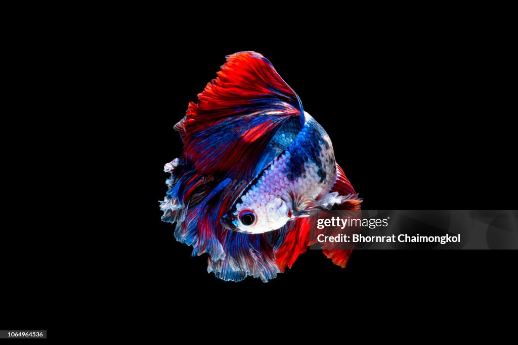 Close up art movement of the Siamese fighting fish or Betta splendens on black background